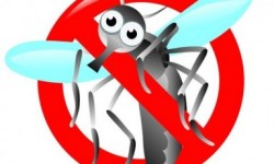 5 produse naturiste care alungă ţânţarii