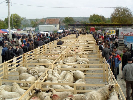 Cea mai mare expoziție națională de ovine și caprine, organizată de fermierii din Sălaj