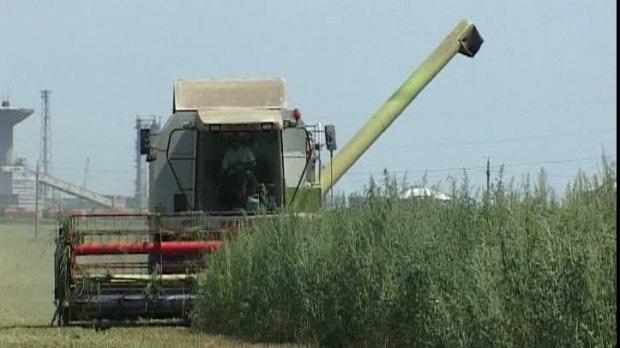 APIA va efectua, în perioada 16 octombrie-30 noiembrie, plata în avans pentru Campania 2016