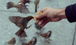 Amenzi de până la 3.000 euro pentru hrănirea animalelor pe stradă la Sa Pobla, pe insula Mallorca