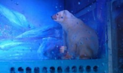 VIDEO China: Un milion de persoane cer eliberarea lui Pizza, ‘cel mai trist urs polar’