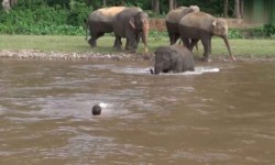 VIDEO Un elefant a salvat un om de la înec