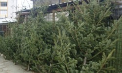 Polițiștii au constatat 110 infracțiuni prevăzute în Codul Silvic; au fost confiscați 475 de brazi și molizi