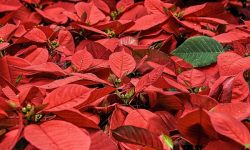 Steaua Crăciunului, vestitoarea Sfintei Sărbători a Nașterii Domnului