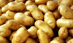 Importurile de cartofi, în creștere cu 45% în primele nouă luni din 2016