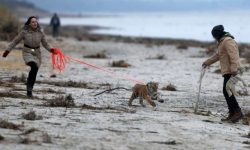 Respins de mama lui, un pui de tigru este crescut în dormitor de un cuplu din Germania