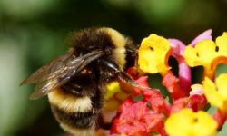 Bondarii pot învăța să marcheze goluri, potrivit unui nou studiu