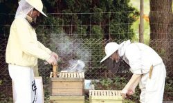 Caraș-Severin: Apicultorii nu vor primi ajutorul de minimis, afirmă ministrul Daea