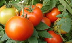 Olt: Peste 1.400 de fermieri din județ, înscriși în programul de sprijin pentru tomate