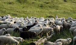 România reia exportul de ovine și bovine către Israel