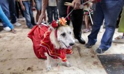 Sute de animale de companie îmbrăcate frumos au ieșit pe stradă de Sf. Lazăr în Nicaragua