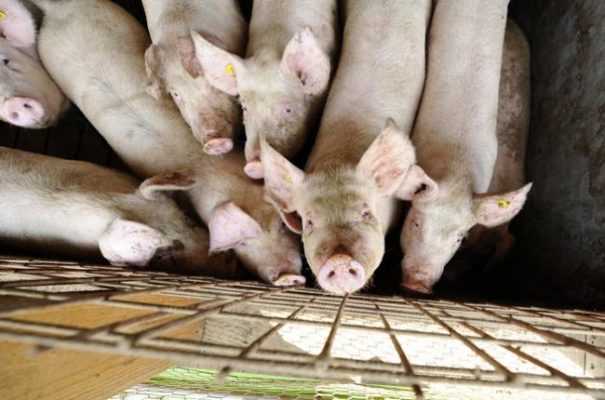 Covasna: Peste 140 de porci sacrificaţi la Sfântu Gheorghe şi Valea Crişului, unde a fost descoperită pesta porcină