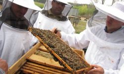 Apicultorii români demonstrează marţi în faţa Ministerului Agriculturii împotriva pesticidelor