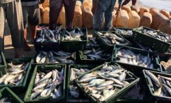 Pește infestat in Spania, vândut în Romania: 30 de tone de peşte impropriu consumului, confiscate