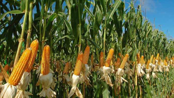 Producţia cea mai mare de porumb a fost obţinută în 2018 în judeţul Timiş; media naţională, de 7.644 kg/ha