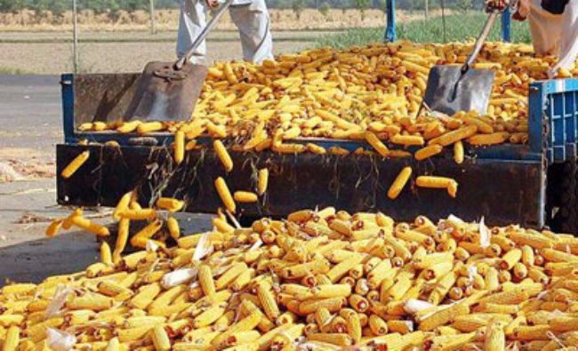 Daea: Regret faptul că se pune sub semnul întrebării producţia obţinută de fermieri, jignindu-i pe aceştia şi producând deservicii ţării
