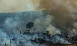 Peru şi Columbia propun organizarea pe 6 septembrie a unei reuniuni regionale destinate protejării pădurii amazoniene