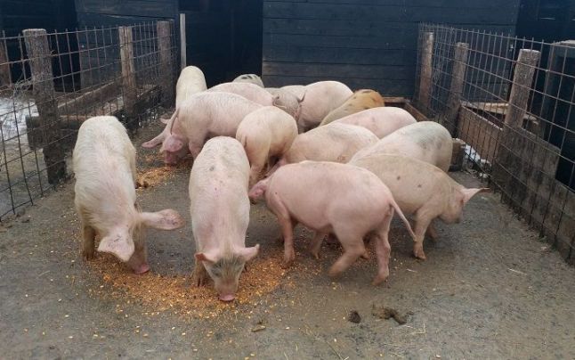 Pesta Porcină Africană evoluează în 346 de localităţi din 26 de judeţe