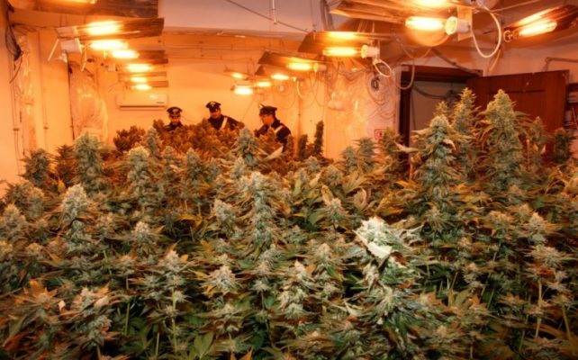 Italia – O plantaţie de marijuana ascunsă în spatele…unei cabine de duş