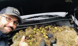 SUA – Sute de nuci adunate de veveriţe pentru iarnă, descoperite sub capota unei maşini