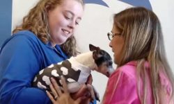 SUA – Un câine dispărut de acasă la vârsta de 2 ani a fost găsit de proprietara sa după 12 ani