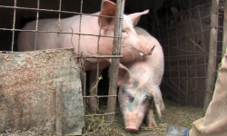 Oros: Cât sunt eu ministru al Agriculturii, porcul din gospodărie nu va dispărea