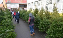 Romsilva scoate la vânzare 40.000 de pomi pentru Crăciun în acest an, la preţuri între 15 şi 35 de lei bucata