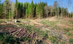 Mihăilescu (Romsilva): În România sunt tăieri neautorizate de pădure şi cine neagă acest lucru nu cunoaşte realitatea românească