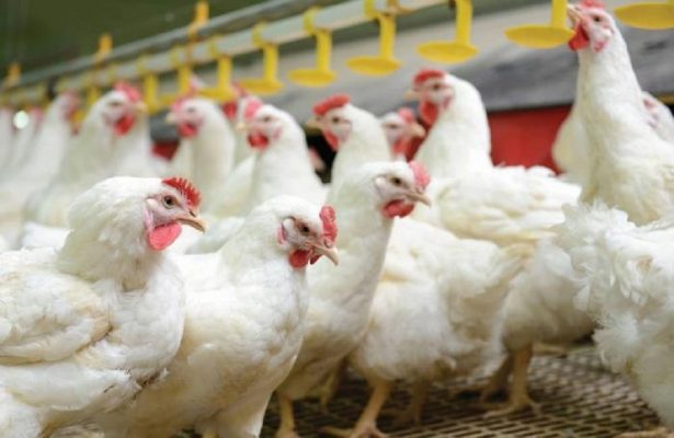 ANSVSA: Gripă aviară diagnosticată într-o fermă de tip comercial din Maramureş