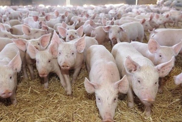 ANSVSA: 530 de focare de pestă porcină africană în 243 de localităţi din 24 de judeţe