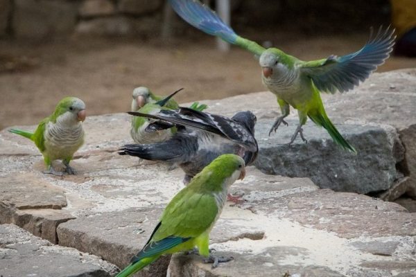 Municipalitatea din Madrid plănuieşte o exterminare masivă a papagalilor