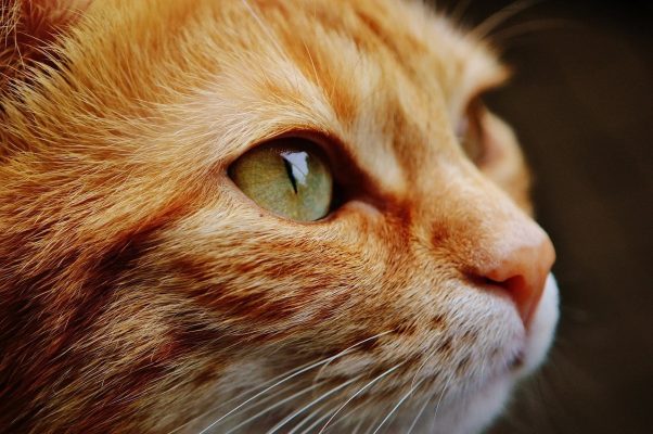 O pisică a fost testată pozitiv pentru noul coronavirus în Spania