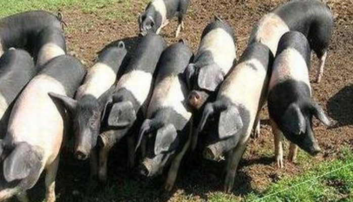 Programul de susţinere a crescătorilor de porci din rasele Bazna şi Mangaliţa a fost schimbat