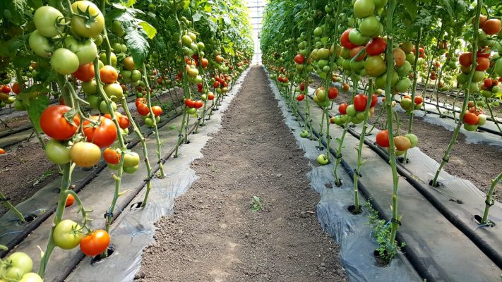 Ministrul Agriculturii: Termenele pentru Programul Tomata 2020 vor fi prelungite