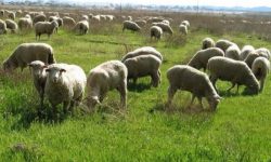Producţia animală a crescut la ovine, caprine şi păsări în 2019, însă s-a diminuat la porcine şi bovine (INS)