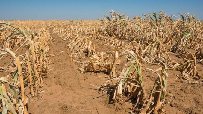 Alianţa pentru Agricultură şi Cooperare solicită plata despăgubirilor pentru secetă în perioada 5-20 august