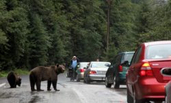 Ministrul Mediului: Cei care hrănesc ursul la marginea drumului trebuie sancţionaţi