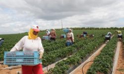 Spania va construi o tabără pentru sezonierii imigranţi, după criticile ONU