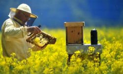 Arad: Apicultorii spun că au cea mai slabă producţie de miere din ultimii 50 de ani