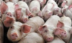 Guvern: Corpul de control al premierului a constatat că ANSVSA nu a respectat Programul naţional privind pesta porcină
