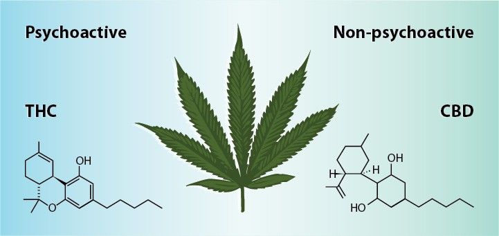 Cannabis Store Amsterdam din Alcalá CBD nu creează dependență! 1