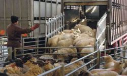 Seminar despre reglementările şi procedurile post-Brexit privind exportul/importul de animale vii, produse de origine animală şi non-animală