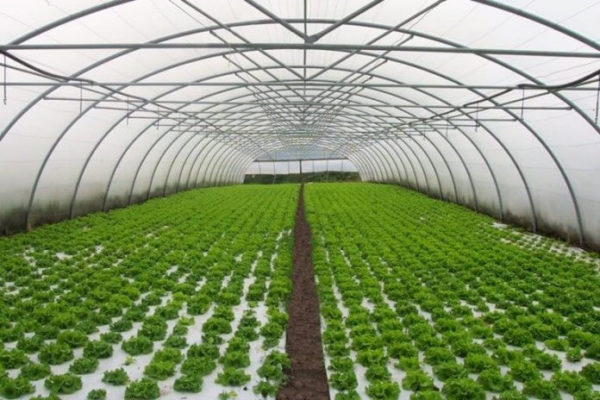 Ministrul Agriculturii anunţă programe de sprijin pentru legume în spaţii protejate şi plante aromatice