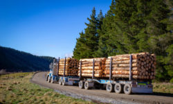 WWF România: Sperăm ca amenzile pe piaţa lemnului să descurajeze practicile anticoncurenţiale