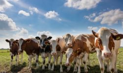 ACEBOP susţine demersul crescătorilor privind relansarea creşterii bovinelor de carne în România