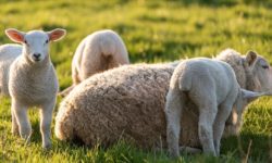 Oros: România dispune de mari efective de ovine pentru export, un potenţial care trebuie valorificat