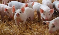 Covasna: 48 de porci, sacrificaţi în Cernat; un nou posibil focar de pestă porcină, în atenţia autorităţilor