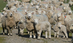 Mary Pană (ACEBOP): Exportul este principala valorizare a mielului; anul trecut am exportat peste 3.000 de tone de carcasă