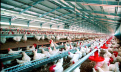 Petre Daea: Prin blocarea comercializării puilor de o zi la fermele specializate se pune în pericol întreaga activitate de creştere a păsărilor