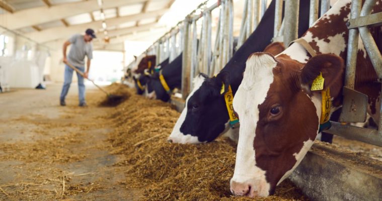 APIA plăteşte ajutorul de stat pentru creşterea animalelor pentru 206 beneficiari